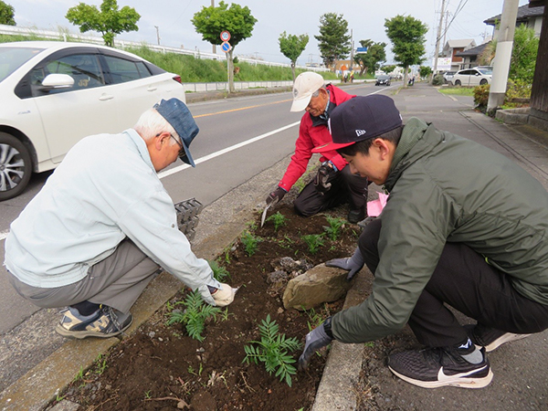 花いっぱい運動「街路樹マスにマリーゴールドの植栽」